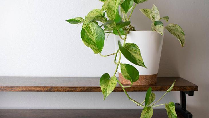 Bitkiseverlerin yeni gözdesi! 3 malzemeli mucize karışım, mantarları yok ediyor