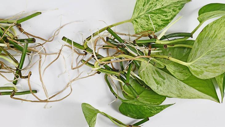 Bitkiseverlerin yeni gözdesi! 3 malzemeli mucize karışım, mantarları yok ediyor