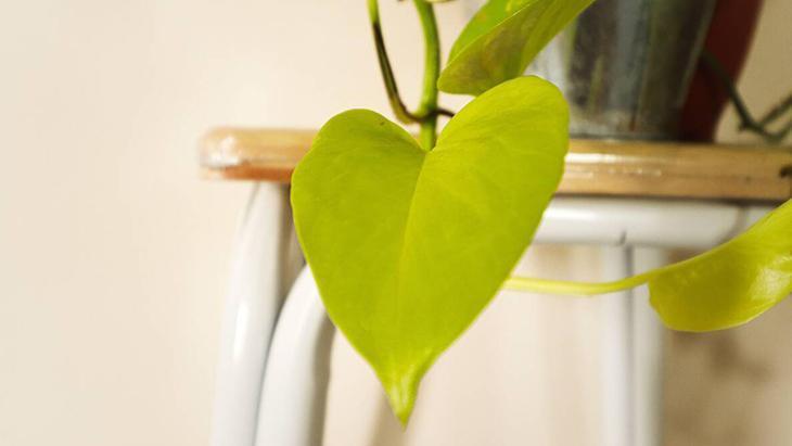 Bitkiseverlerin yeni gözdesi! 3 malzemeli mucize karışım, mantarları yok ediyor