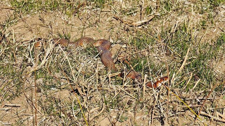 Bitlis’te şoke eden manzara! Metrelerce uzunlukta kırmızı yılan paniği 1 Bitlis’te şoke eden manzara! Metrelerce uzunlukta kırmızı yılan paniği