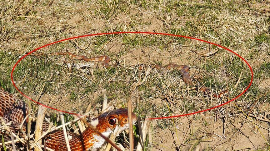 Bitlis’te şoke eden manzara! Metrelerce uzunlukta kırmızı yılan paniği