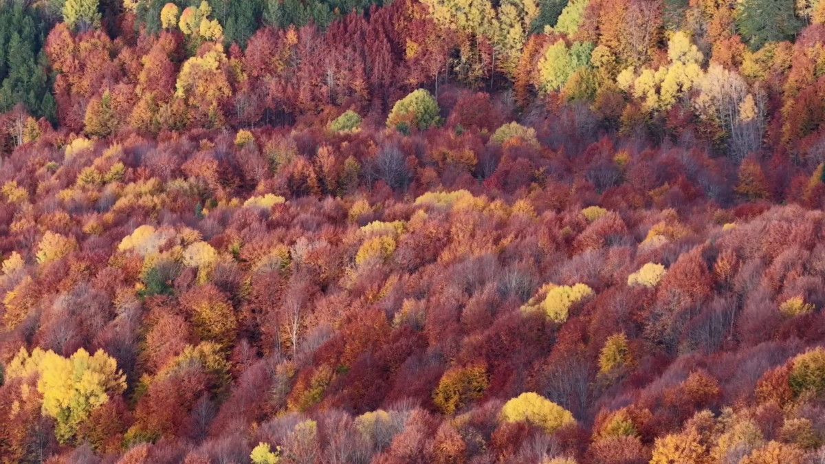 Bolu Mengen'de Sonbahar Güzelliklerinin Keşfi