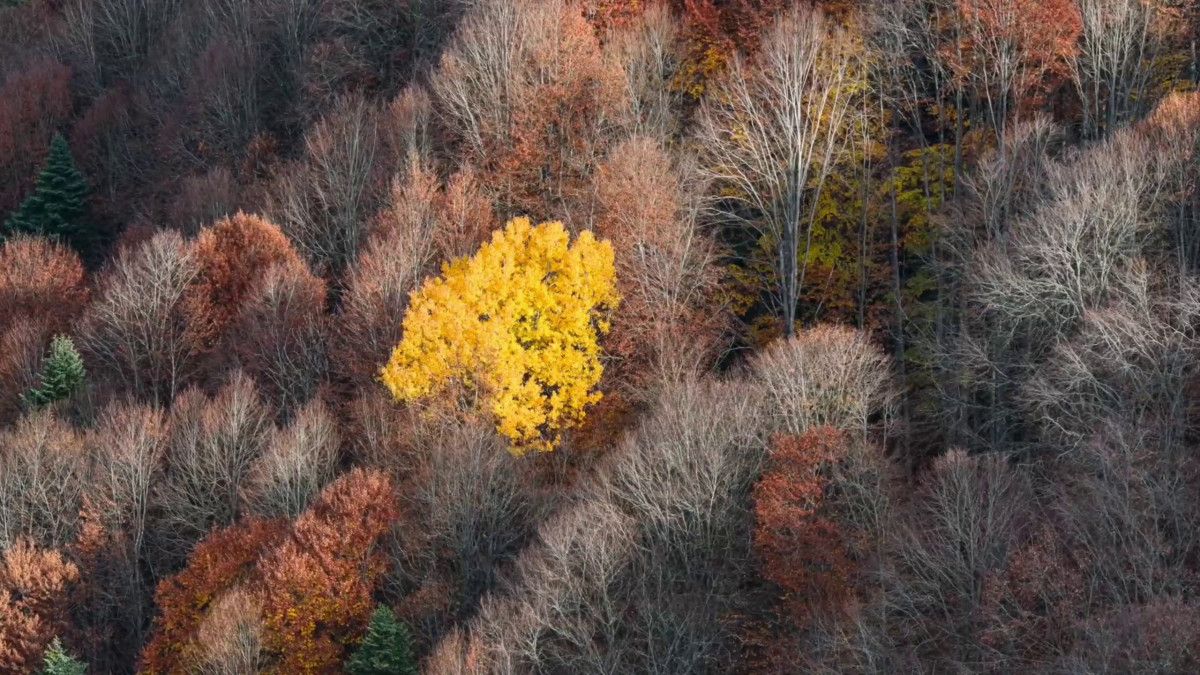 Bolu Mengen'de Sonbahar Güzelliklerinin Keşfi