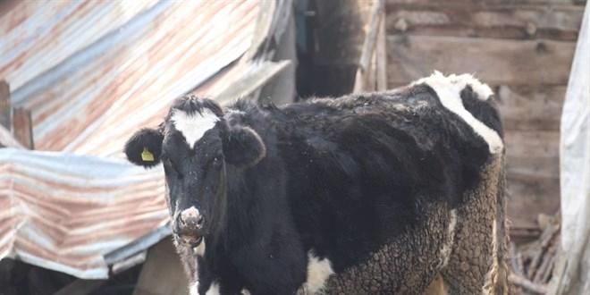 Boluda 18 Köy ve 4 Mahallede Şap Karantinası Uygulaması: Hayvancılığın Korunması İçin Kritik Adımlar