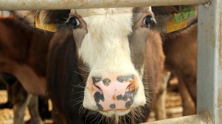 Bolu’da şap hastalığı tespit edildi! 18 köy ve 4 mahalleye karantina uygulaması