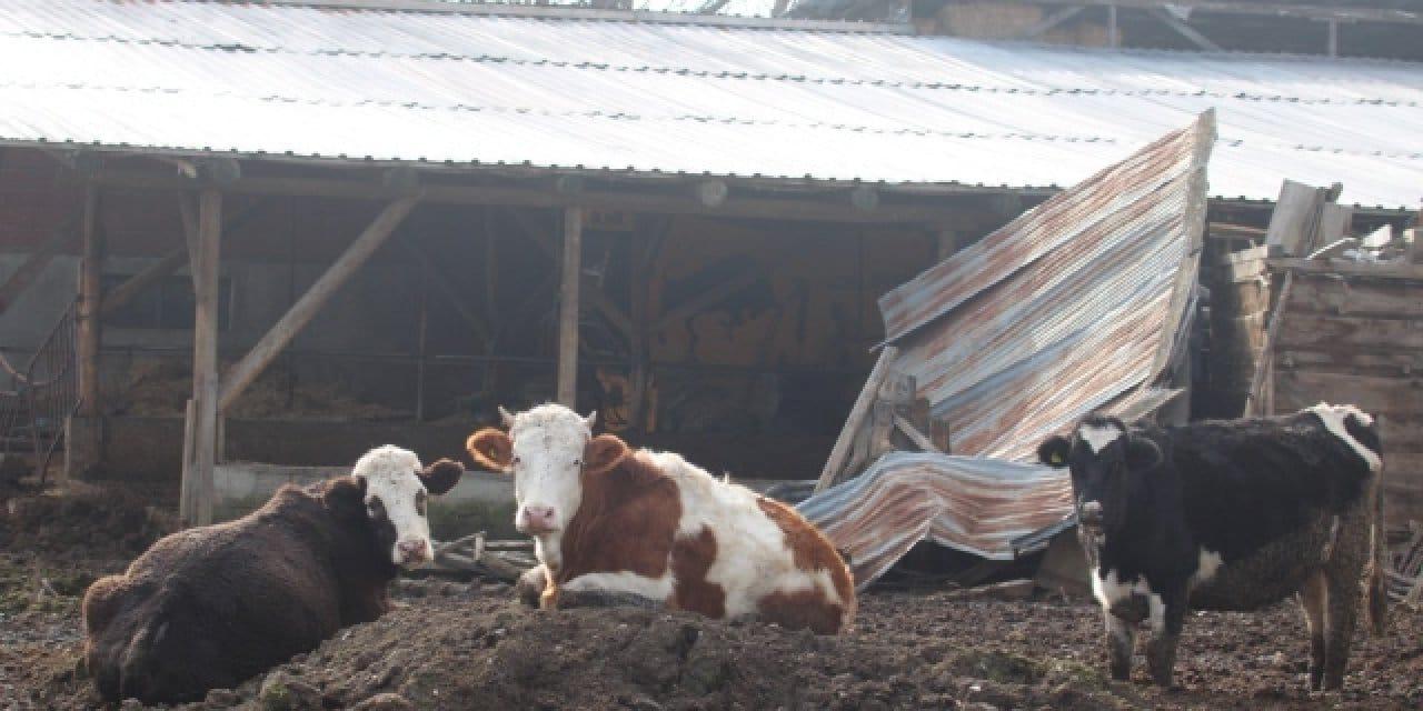Bolu’da Şap Krizi: 22 Bölge Karantinaya Alındı – Güncel Gelişmeler!