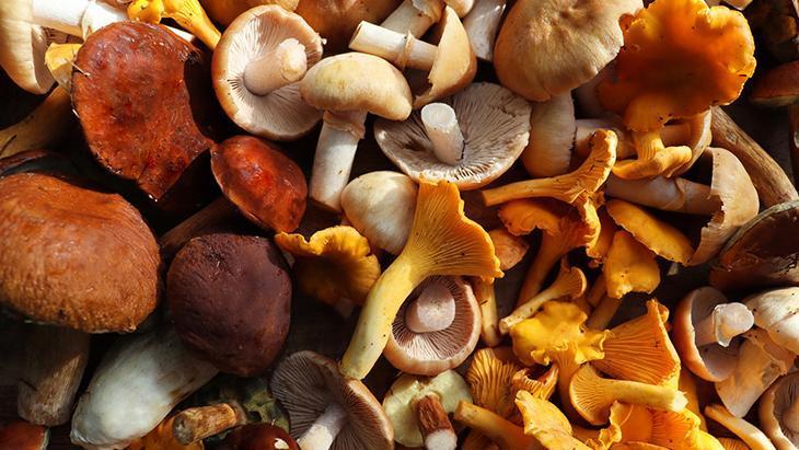 ‘Bu mantar yeniliyormuş’ derken zehirliyor! 6 saatten sonra başlayan şikayetlere dikkat