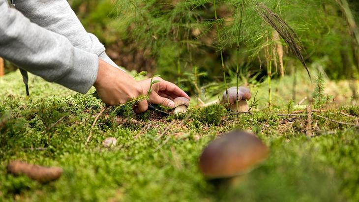 ‘Bu mantar yeniliyormuş’ derken zehirliyor! 6 saatten sonra başlayan şikayetlere dikkat