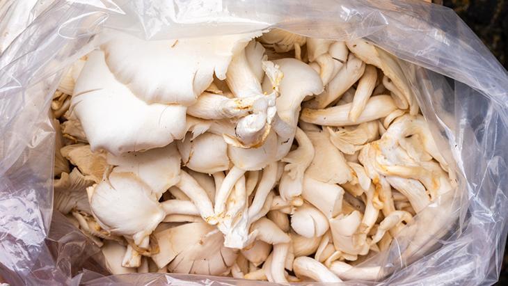 ‘Bu mantar yeniliyormuş’ derken zehirliyor! 6 saatten sonra başlayan şikayetlere dikkat