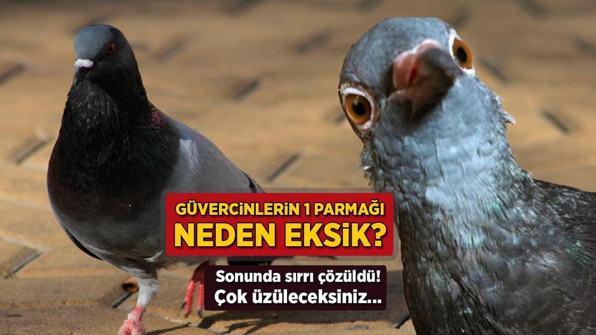 Bu ülkede güvercinlerin bir parmağı eksik! Yürek burkan sır çözüldü