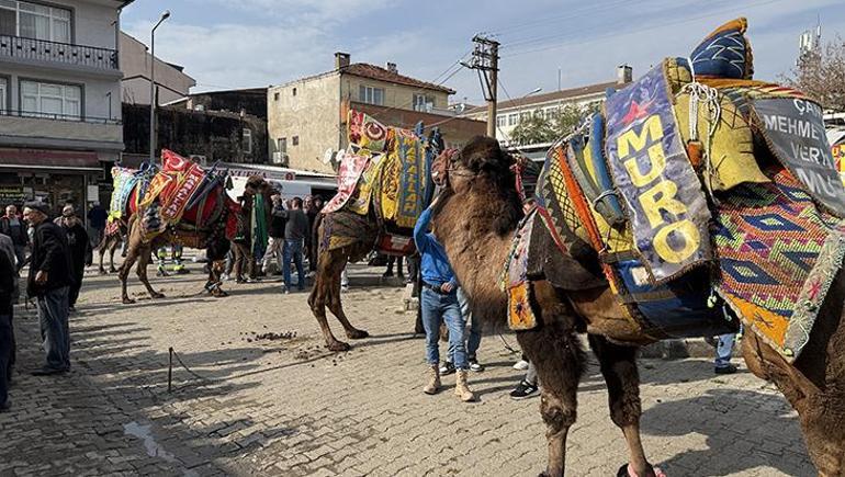 Çan’da 300 yıllık gelenek sürüyor! Develer yeni sezon öncesi havut giydi 1 Çan’da 300 yıllık gelenek sürüyor! Develer yeni sezon öncesi havut giydi