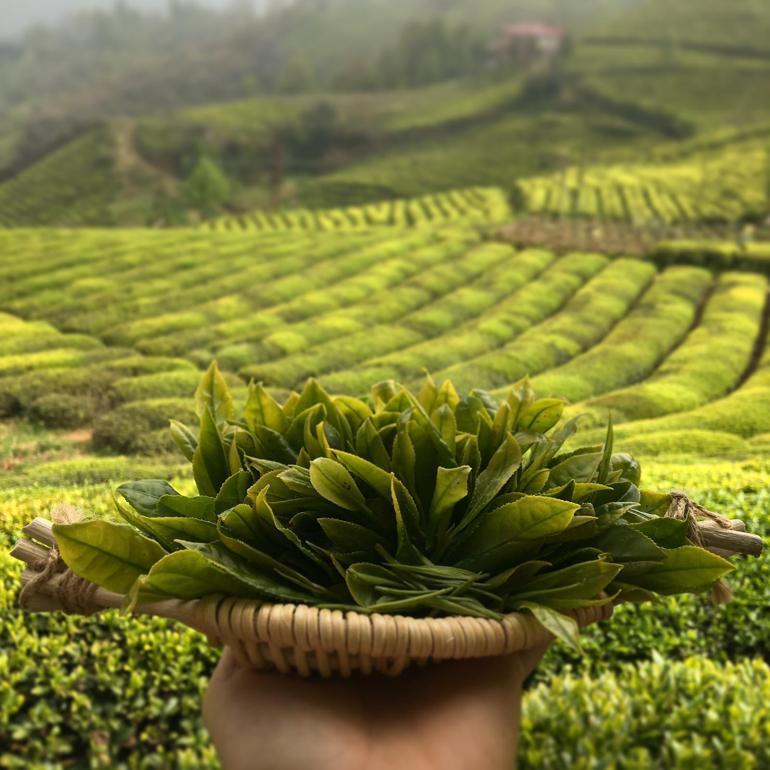 Çaya gitmemek için dua ederdi, şimdi ustası oldu: Tavşan kanı böyle demlenir 5 Çaya gitmemek için dua ederdi, şimdi ustası oldu: Tavşan kanı böyle demlenir