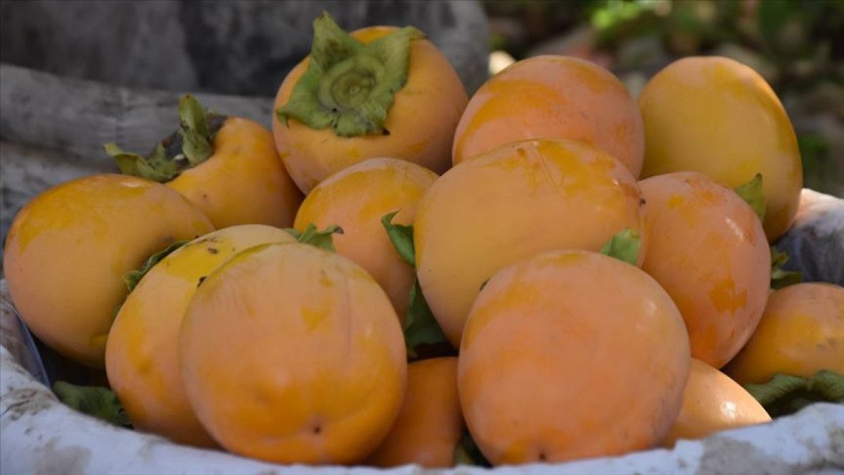 Cennet Hurması Tüketiminde Dikkat Edilmesi Gerekenler: Bağırsak Tıkanıklığına Yol Açabilir! 1 Cennet Hurması Tüketiminde Dikkat Edilmesi Gerekenler: Bağırsak Tıkanıklığına Yol Açabilir!