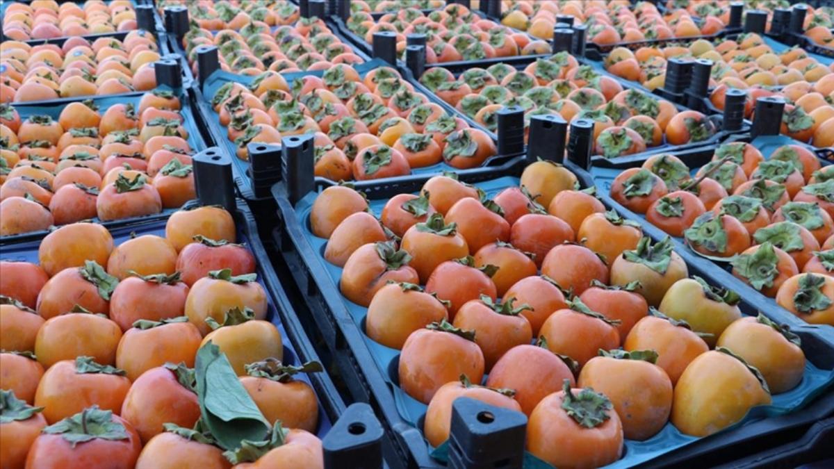 Cennet Hurması Tüketiminde Dikkat Edilmesi Gerekenler: Bağırsak Tıkanıklığına Yol Açabilir!