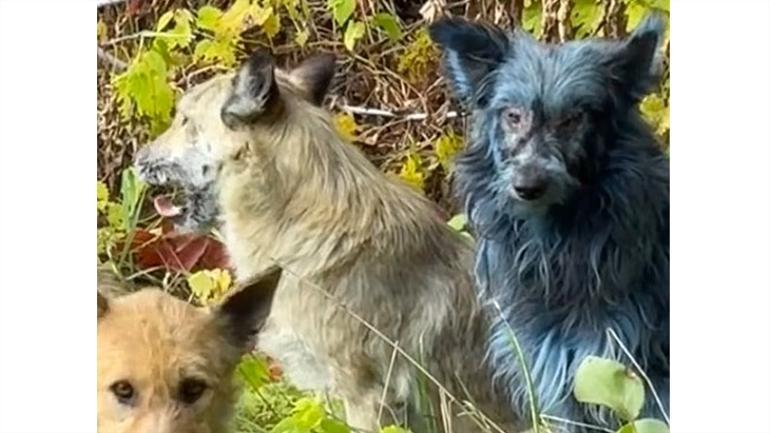 Çernobil'in mavi köpekleri! Doğal laboratuvardan sinyal: 'Boya olsa da incelenmeli'