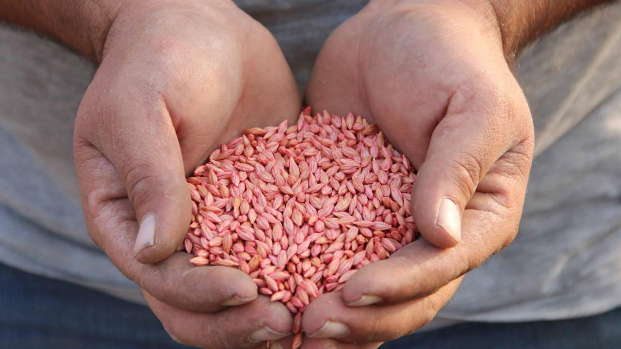 Çorum’da ‘güz ekimi’ başladı: Hasat 2026’da