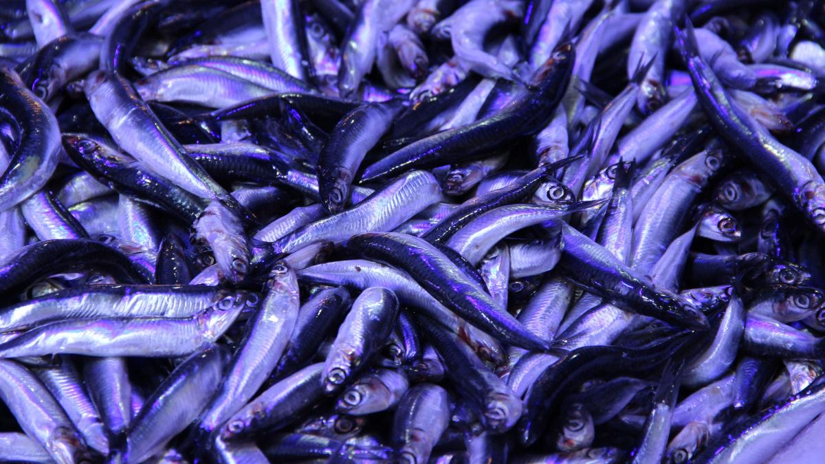 Çorum’da Hamsi Fiyatlarında Şaşırtıcı Düşüş: 40 Lira ile Kuyruklar Oluşuyor!