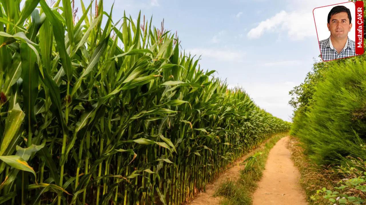 Cumhurbaşkanı kararıyla ‘hububat ve bakliyat ithalatında tarife kontenjanı’ değişti: Çiftçiye darbe ithalatçıya kıyak