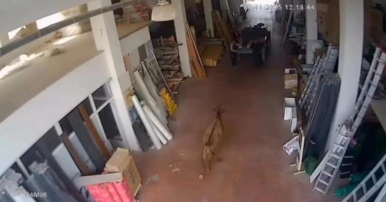 Depoya giren inek çalışanları kovaladı: O anlar kamerada