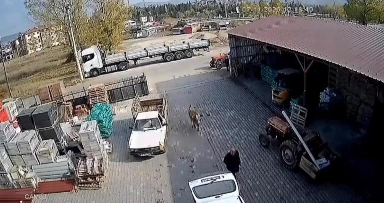 Depoya giren inek çalışanları kovaladı: O anlar kamerada