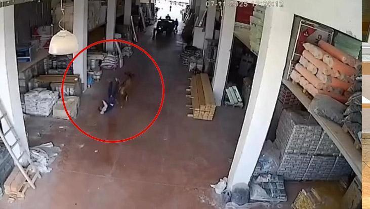 Depoya giren inek çalışanları kovaladı: O anlar kamerada