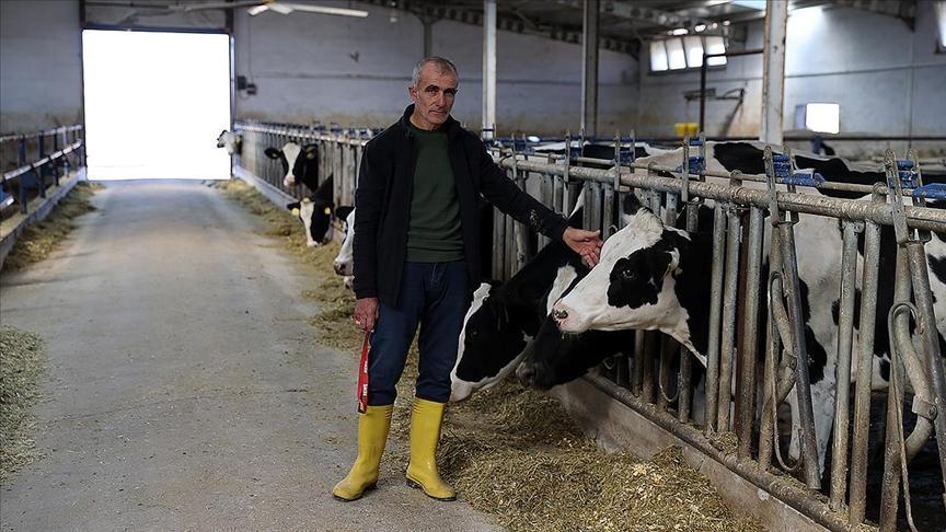 Devlet desteğiyle kurdu! Günlük 1 ton süt elde ediyor