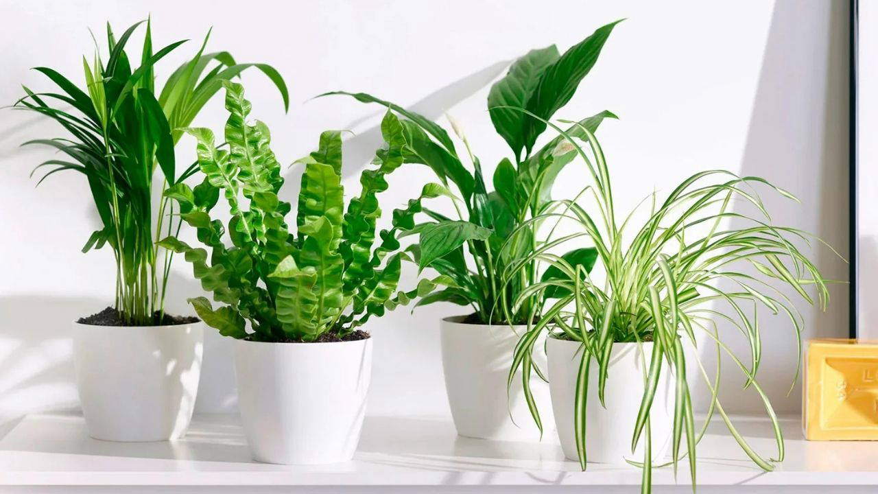 Doğal ferahlığın tesirli yolu: Meskenin havasını tertemiz yapan 7 bitki