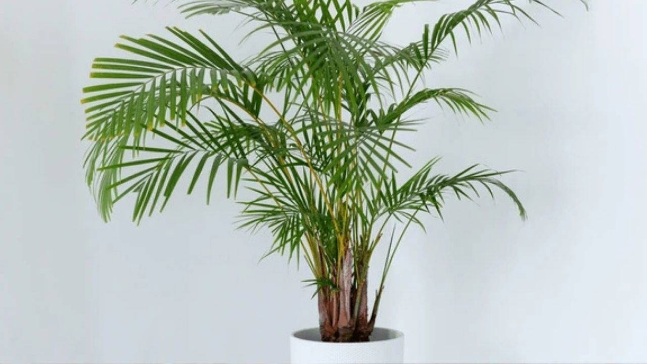 Doğal ferahlığın tesirli yolu: Meskenin havasını tertemiz yapan 7 bitki