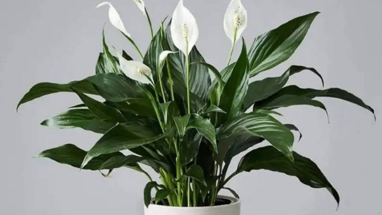 Doğal ferahlığın tesirli yolu: Meskenin havasını tertemiz yapan 7 bitki