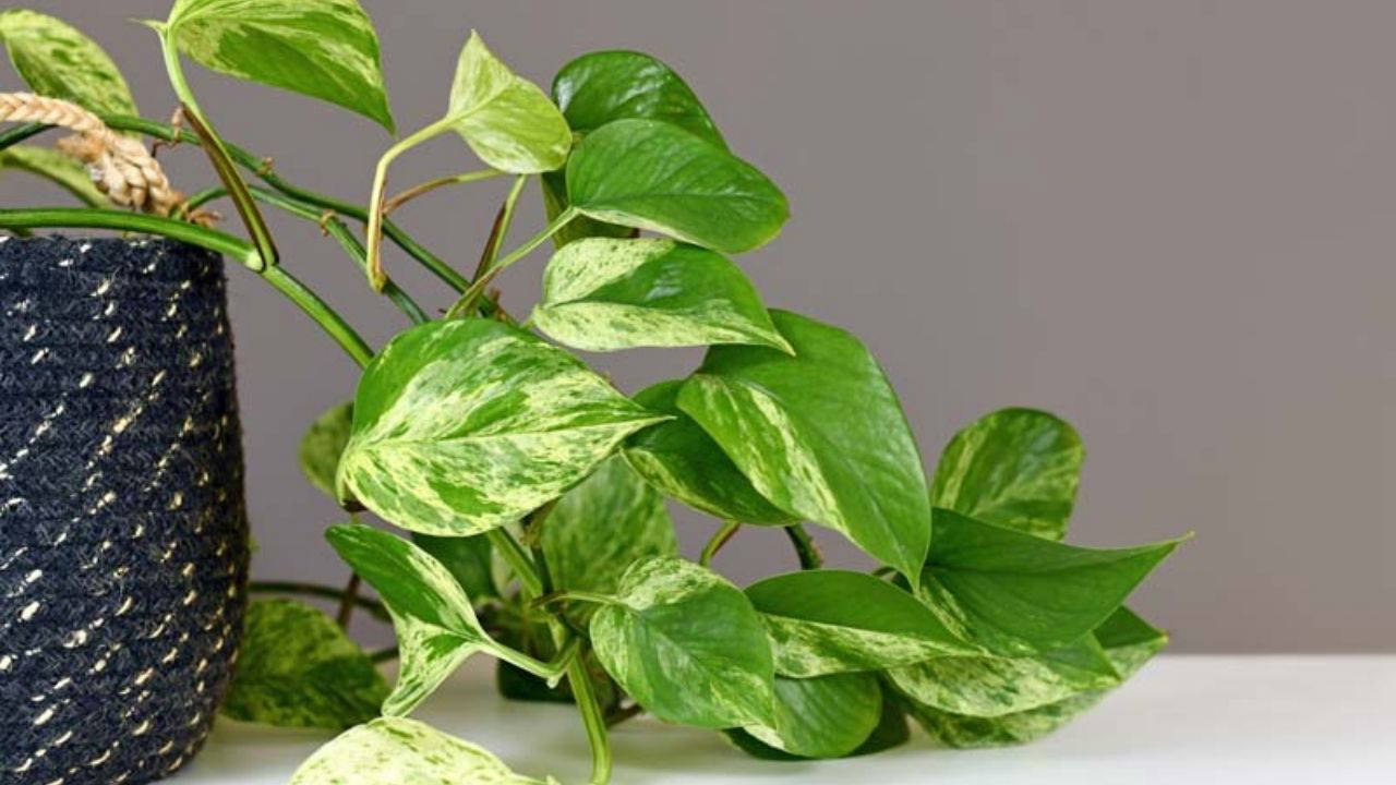 Doğal ferahlığın tesirli yolu: Meskenin havasını tertemiz yapan 7 bitki