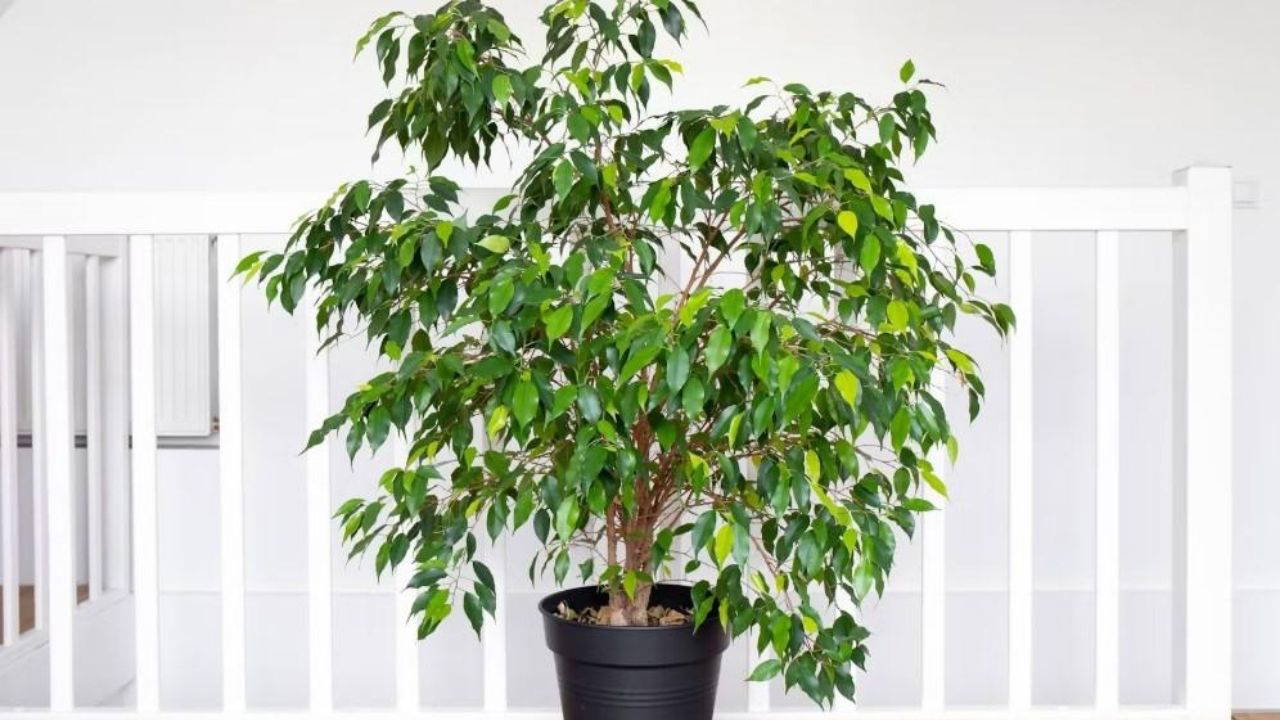 Doğal ferahlığın tesirli yolu: Meskenin havasını tertemiz yapan 7 bitki