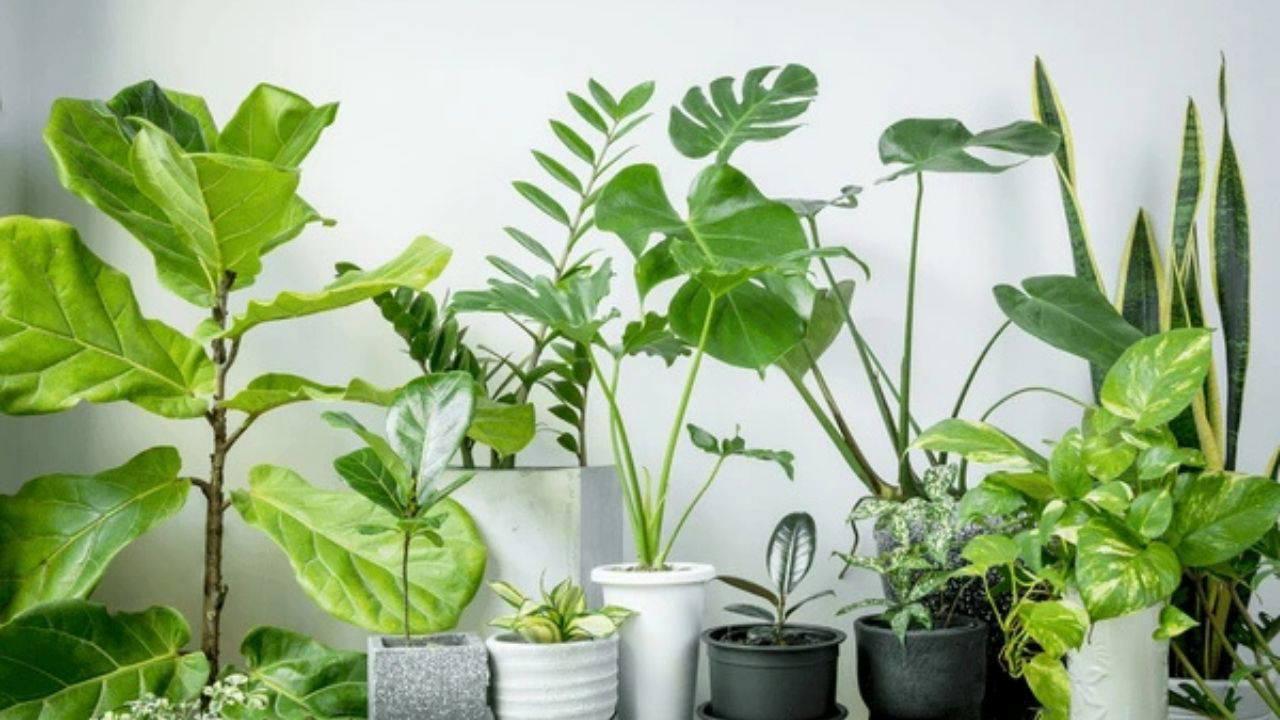 Doğal ferahlığın tesirli yolu: Meskenin havasını tertemiz yapan 7 bitki