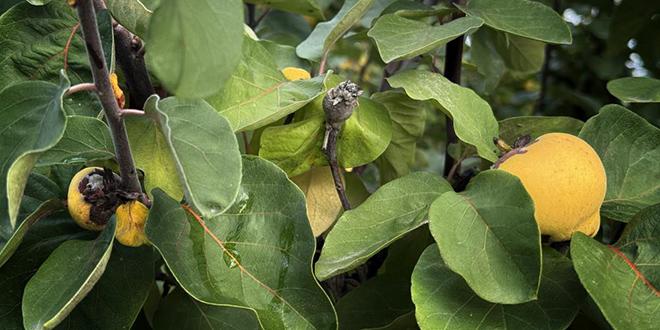 Don Vurdu, Ayvalar Altın Rengini Kaybetti: 10 Dönüm Tarladan Sadece 2 Kasa!