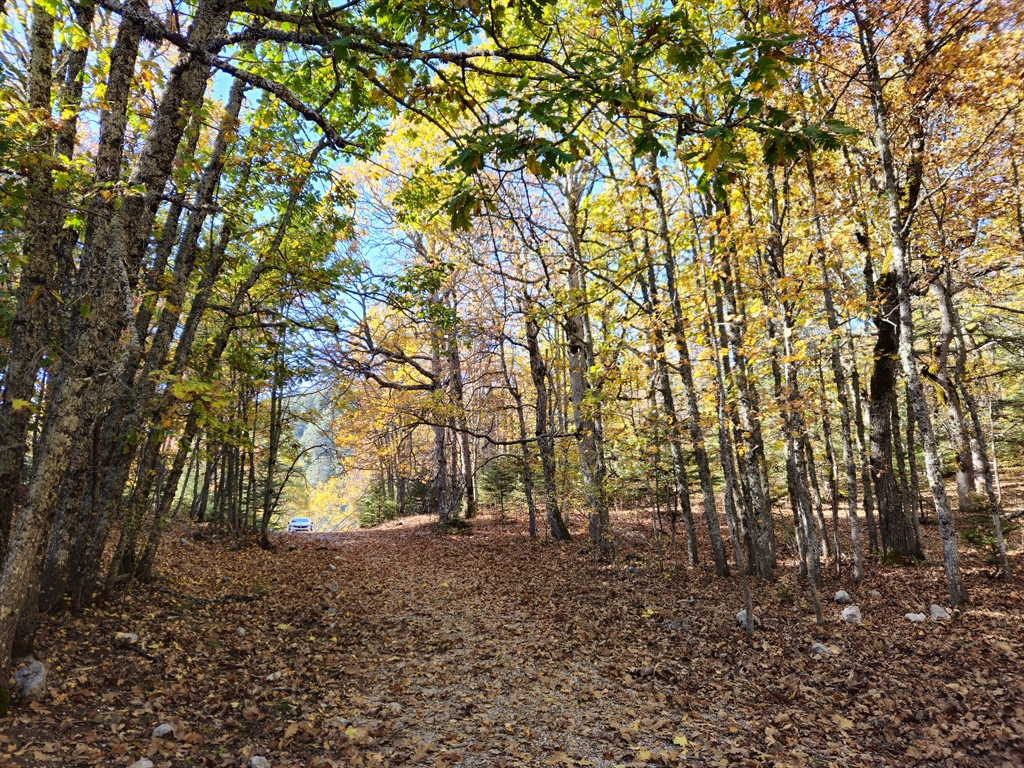 Dünyada Eşsiz: İzinsiz Girişi Engelleyen Orman ve Ceza 557 Bin 212 TL! 1 Dünyada Eşsiz: İzinsiz Girişi Engelleyen Orman ve Ceza 557 Bin 212 TL!