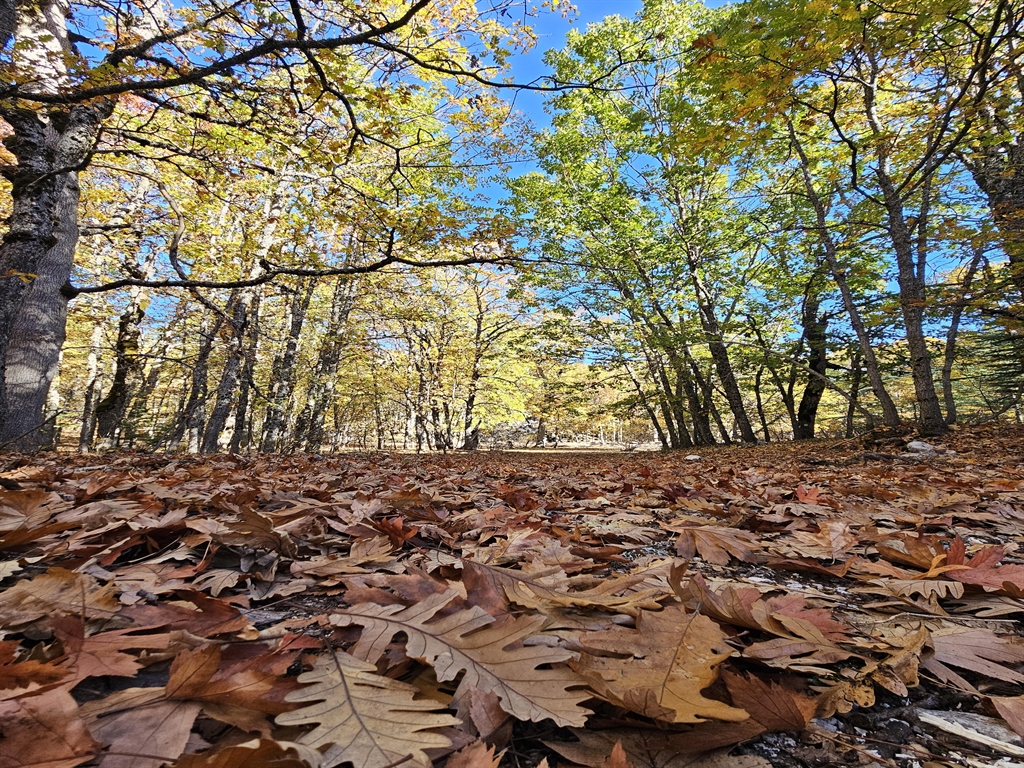Dünyada Eşsiz: İzinsiz Girişi Engelleyen Orman ve Ceza 557 Bin 212 TL! 2 Dünyada Eşsiz: İzinsiz Girişi Engelleyen Orman ve Ceza 557 Bin 212 TL!