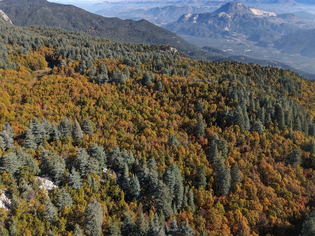 Dünyada Eşsiz: İzinsiz Girişi Engelleyen Orman ve Ceza 557 Bin 212 TL! 3 Dünyada Eşsiz: İzinsiz Girişi Engelleyen Orman ve Ceza 557 Bin 212 TL!