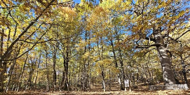 Dünyada Eşsiz: İzinsiz Girişi Engelleyen Orman ve Ceza 557 Bin 212 TL!