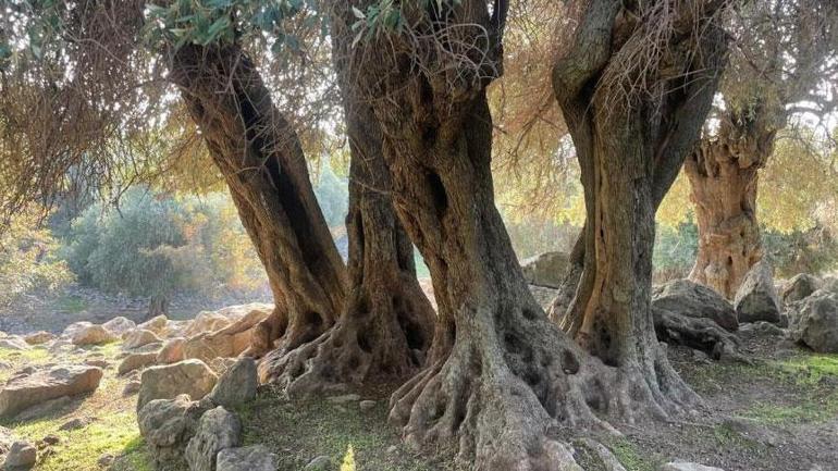Dünyada sadece 4 ülkede var biri Türkiye’de! Bin yıllık gizem: ‘Kim getirmiş bilen yok’ 1 Dünyada sadece 4 ülkede var biri Türkiye’de! Bin yıllık gizem: ‘Kim getirmiş bilen yok’
