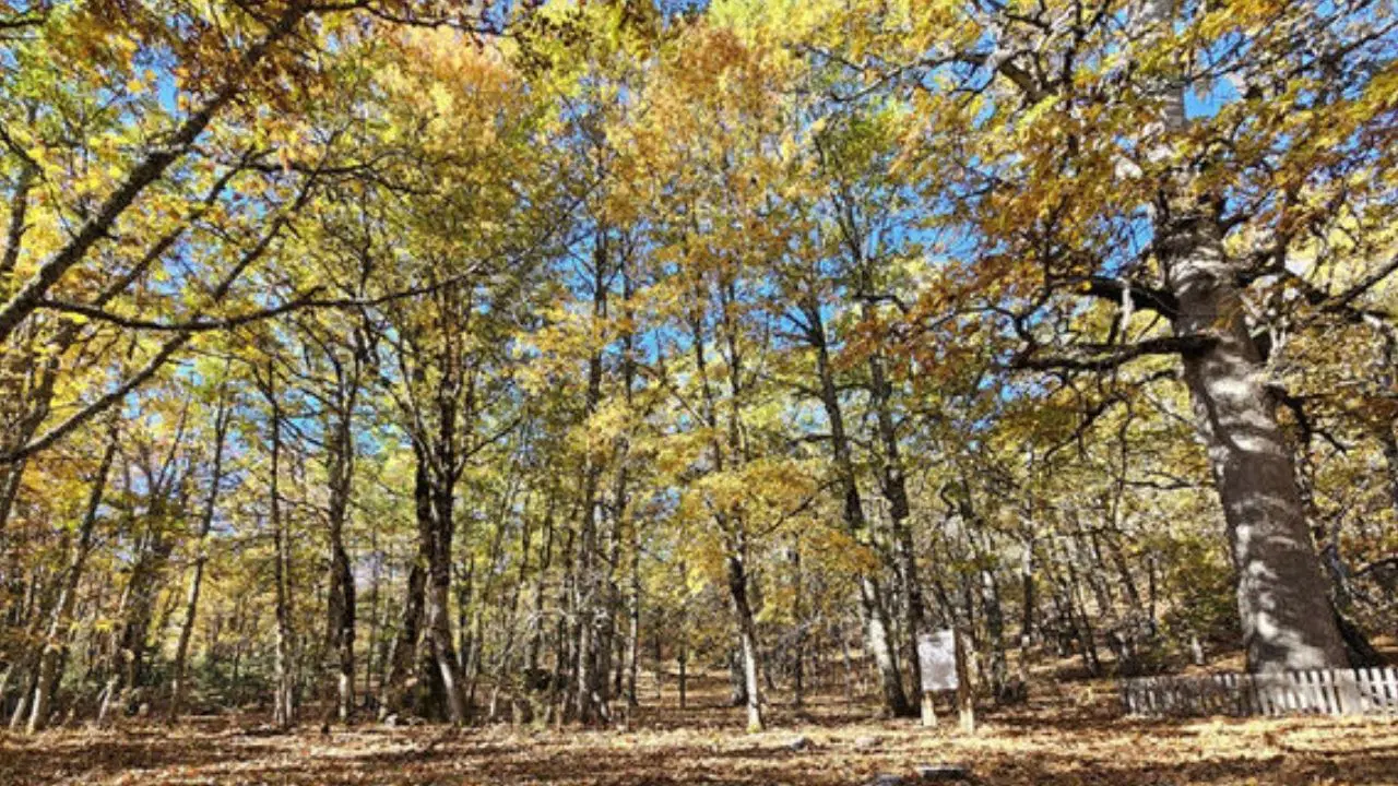 Dünyada yalnızca Isparta'da: Müsaadesiz girmenin cezası 557 bin TL 1 Dünyada yalnızca Isparta'da: Müsaadesiz girmenin cezası 557 bin TL