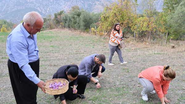 Dünyanın en değerli baharatı Adana’da hasat edildi! 140 bin çiçekten 1 kilo çıkıyor…