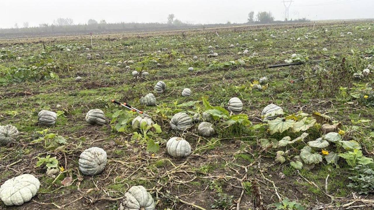 Düzce’nin coğrafik işaretli lezzetinde hasat başladı: 10 bin ton rekolte bekleniyor