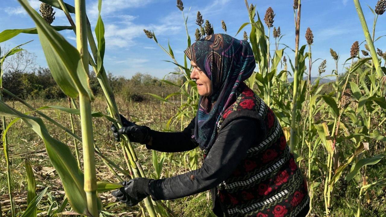 Ekiyor, hasat ediyor, kaynatıyor… Bayan teşebbüsçü siparişlere yetişemiyor!