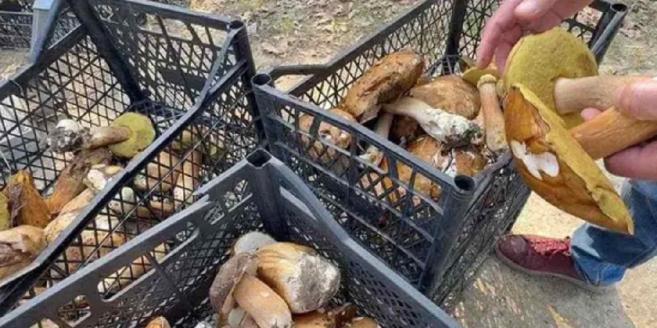 Eli Boş Dönmek: Kilosu 500 TL’ye Çıkan Gıda Yetersizliği Üzerine Etkileşimli Bir İnceleme