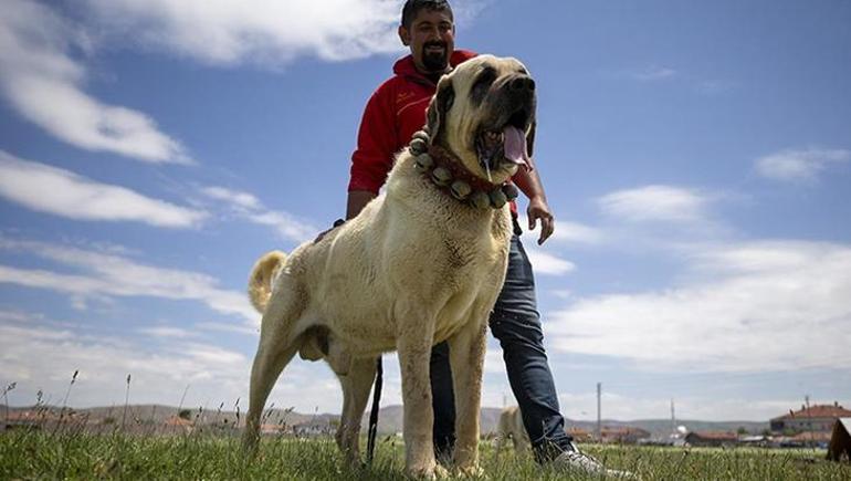 Erzurum’dan Amerika’ya uzanan sıra dışı hikaye! 1938’de çoban köpekleri için yapılan diplomatik yazışma gün yüzüne çıktı 2 Erzurum’dan Amerika’ya uzanan sıra dışı hikaye! 1938’de çoban köpekleri için yapılan diplomatik yazışma gün yüzüne çıktı