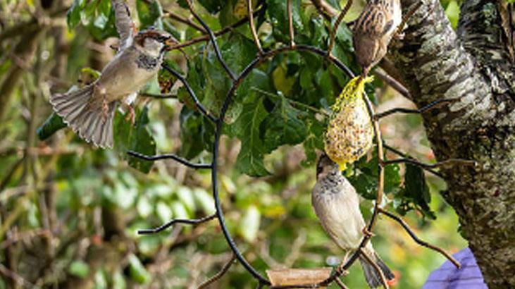 Eski avizeyi atmayın! Bahçeniz için kuşlarla dolu yemliğe dönüşsün 4 Eski avizeyi atmayın! Bahçeniz için kuşlarla dolu yemliğe dönüşsün