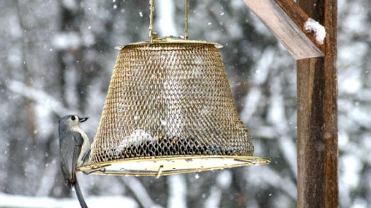 Eski avizeyi atmayın! Bahçeniz için kuşlarla dolu yemliğe dönüşsün 5 Eski avizeyi atmayın! Bahçeniz için kuşlarla dolu yemliğe dönüşsün