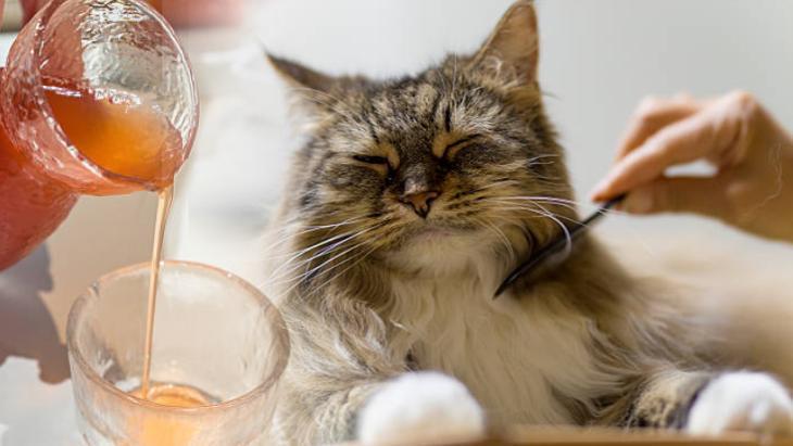 Evin her yerini kaplayan kedi tüylerinden kurtulun! Çamaşır makinesine yarım bardak yeterli 1 Evin her yerini kaplayan kedi tüylerinden kurtulun! Çamaşır makinesine yarım bardak yeterli