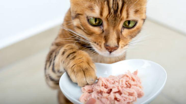 Evin her yerini kaplayan kedi tüylerinden kurtulun! Çamaşır makinesine yarım bardak yeterli 2 Evin her yerini kaplayan kedi tüylerinden kurtulun! Çamaşır makinesine yarım bardak yeterli