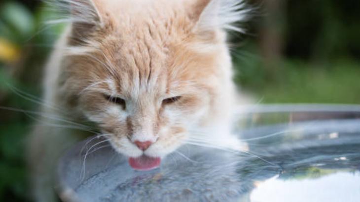 Evin her yerini kaplayan kedi tüylerinden kurtulun! Çamaşır makinesine yarım bardak yeterli 3 Evin her yerini kaplayan kedi tüylerinden kurtulun! Çamaşır makinesine yarım bardak yeterli