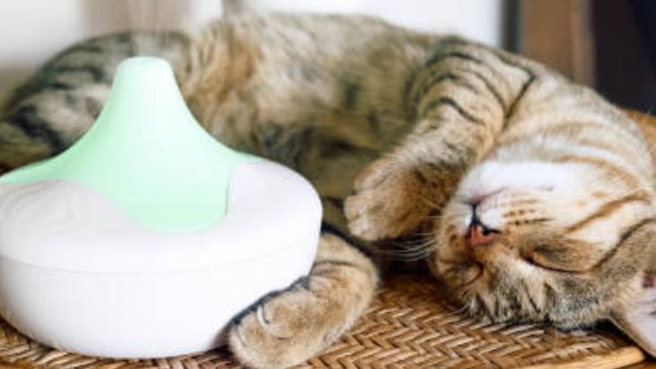 Evin her yerini kaplayan kedi tüylerinden kurtulun! Çamaşır makinesine yarım bardak yeterli 4 Evin her yerini kaplayan kedi tüylerinden kurtulun! Çamaşır makinesine yarım bardak yeterli